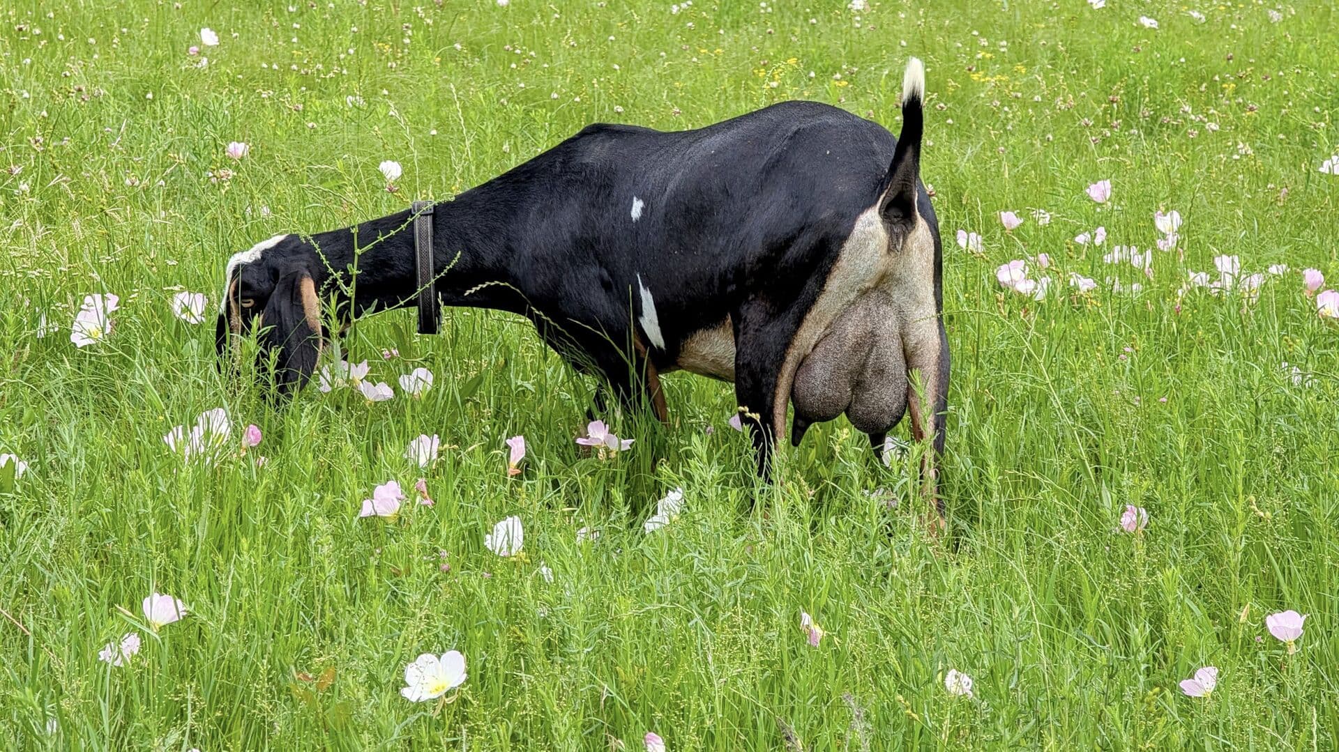 A black Nubian doe with a full udder grazing in tall green grass scattered with pink wildflowers