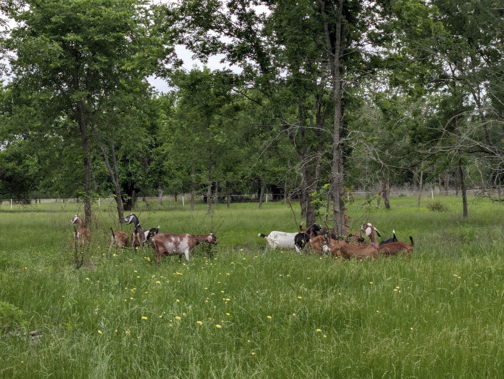 Goats lying down together in the shade of trees at the edge of a grassy pasture